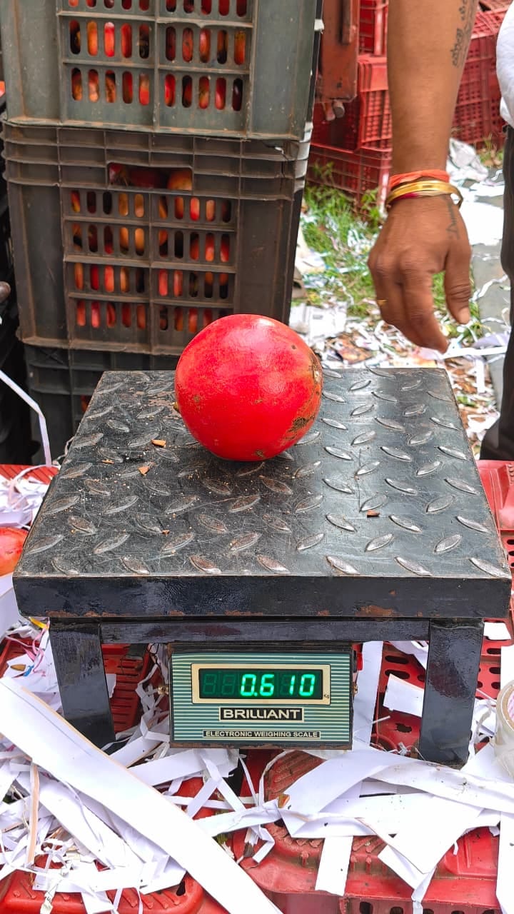 Fresh Indian Pomegranates for Export